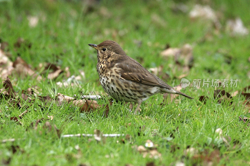 歌鸫(Turdus philomelos)